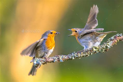 Parent Robin bird feeding young Stock Photo by CreativeNature_nl | PhotoDune