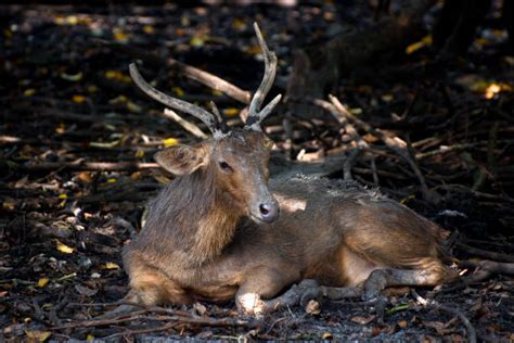 Baby Deer Sleeping Stock Photos, Pictures & Royalty-Free Images - iStock