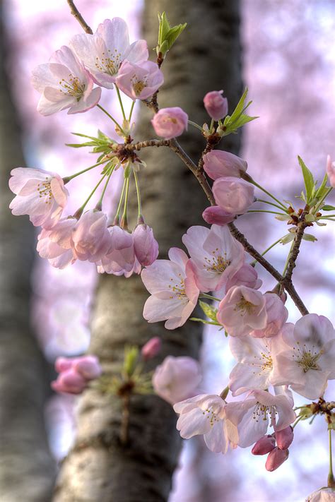 Japanese Cherry Blossom Pictures : Serrulata Prunus Pikist | Bodemawasuma