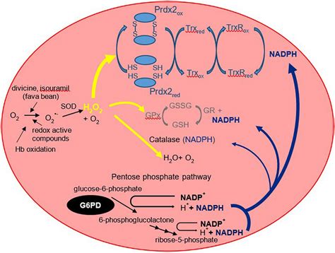 Glucose 6 Phosphate Pathway