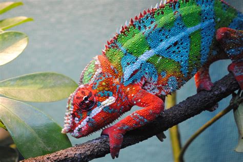 How To Take Care Of Panther Chameleon? | MyPetCareJoy