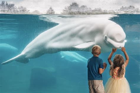 Mystic Aquarium to hold 21st birthday party for beluga whale