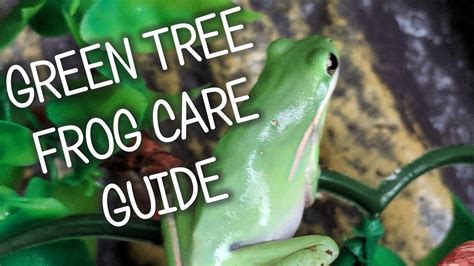 Green Tree Frog Care, Diet, And Tank Set Up – Pet News Live