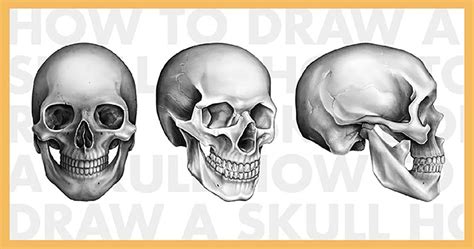 How To Draw The Human Skull - Intelligencesupply16