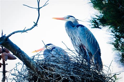 Great Blue Heron Nesting: Photo Of The Day | El Cerrito, CA Patch