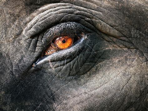 Close up of an elephant's eye stock photo - OFFSET