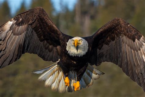 Bald Eagle In Flight Closeup Fine Art Photo Print For Sale | Photos by Joseph C. Filer