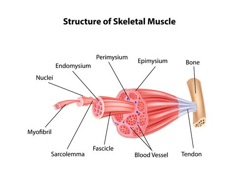 Structure Skeletal Muscle Anatomy by Tigatelu on Dribbble