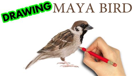 ++ 50 ++ maya maya bird 260624-Maya maya bird