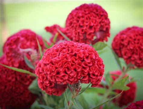 Cockscomb Guide: How to Grow & Care for “Celosia Cristata”