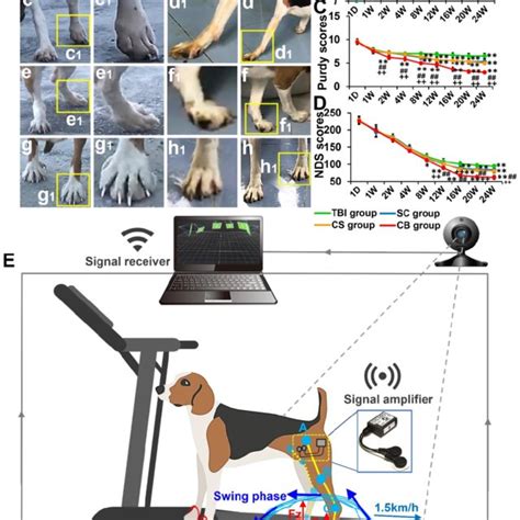 Limb behavioral evaluation and neurological function assessment. (A)... | Download Scientific ...