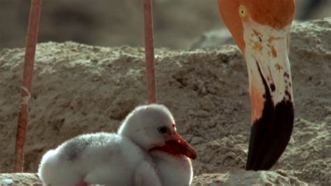 How baby flamingos become pink | LearnEnglish