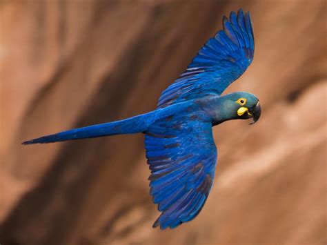 8 of World's Most Exotic Birds by Sweeney Feeders