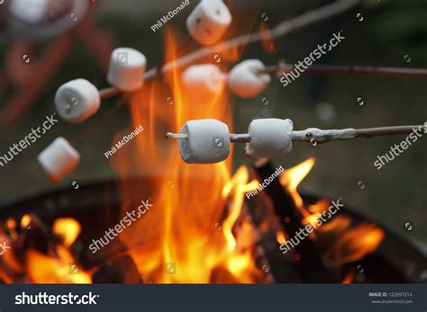 Multiple Marshmallows Extended Over A Camp Fire To Roast. Stock Photo ...