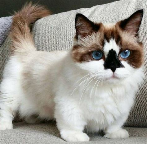 Munchkin Cat Breed Information, Images, Characteristics, Health