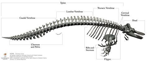 Whale Skeleton Diagram