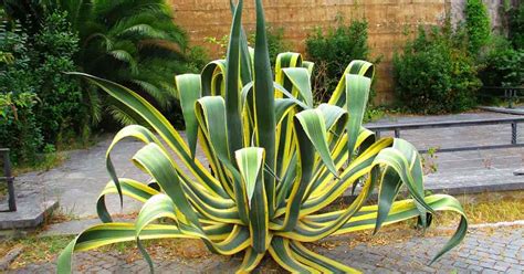 Century Plant Care: Growing The Agave Americana