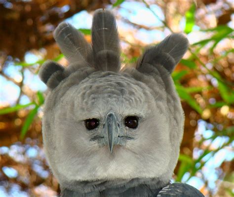 File:Portrait-of-a-Harpy-Eagle.jpg