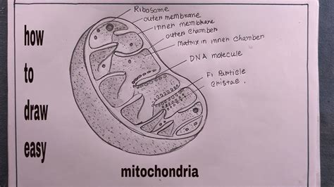 Mitochondria Drawing Easy