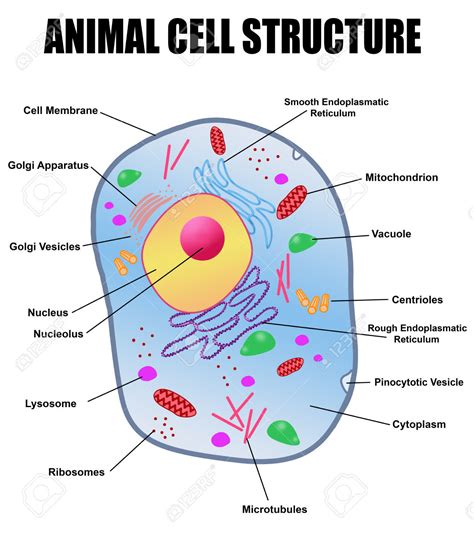 Vacuole In Animal Cell Diagram