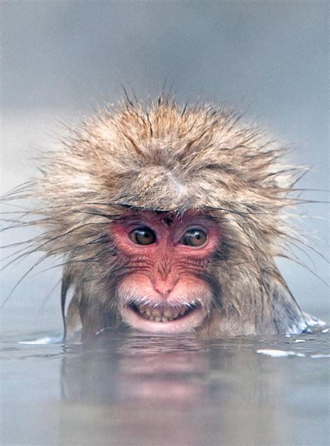 Young Snow Monkey (Macaque) enjoying a hot springs pool in Japan - Happy Monkey Day! : r/aww