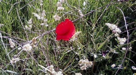 Free picture: poppy, flower, red