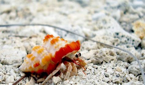 Hermit Crabs - Facts, Information & Pictures