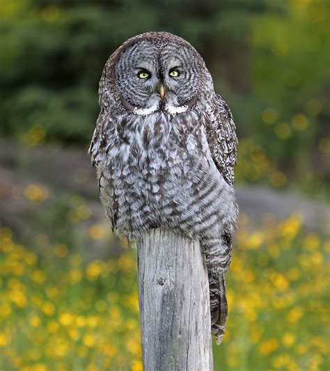 Great Grey Owl - Coniferous Forest