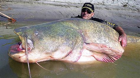 Everyone gasped in awe when a British angler саᴜɡһt a fish that Ьгoke records and could reach 20 ...