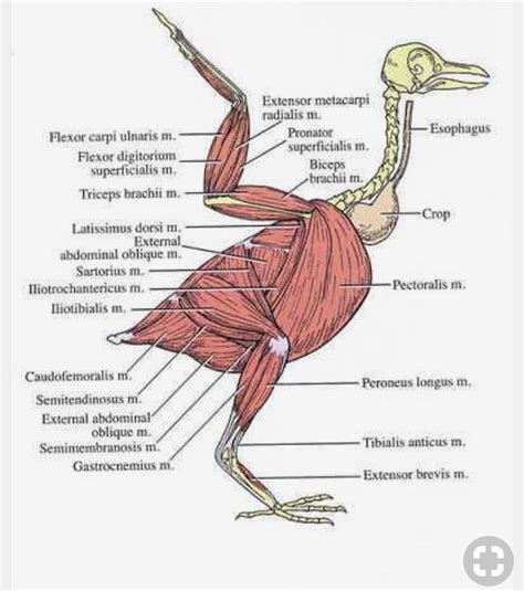 Pin by 성용 양 on 닭 | Anatomy images, Anatomy reference, Anatomy