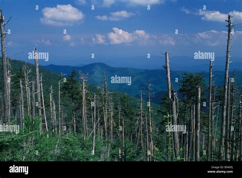 Acid Rain Effects on Forest North Carolina Great Smoky Mountains USA Stock Photo, Royalty Free ...