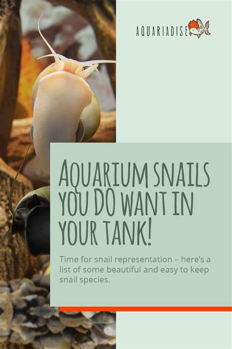 Aquarium Snails You Do Want In Your Tank! - Aquariadise