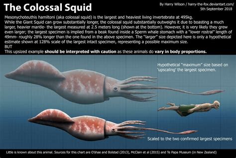 The Colossal squid by Harry Wilson on Deviantart | Colossal squid, Giant squid, Squid