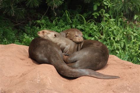 Giant Otter Facts, Habitat, Diet, Life Cycle, Baby, Pictures