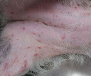 early stage dog skin staph infection – KeepingDog