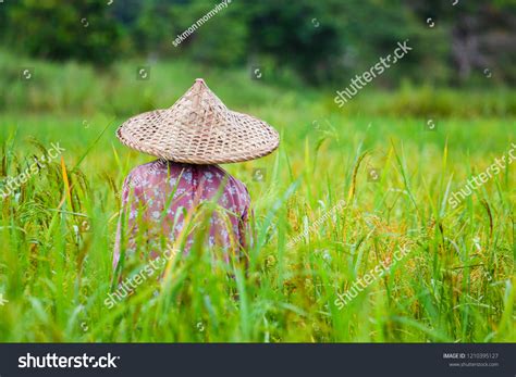 Farmers Harvest Rice Field Stock Photo (Edit Now) 1210395127