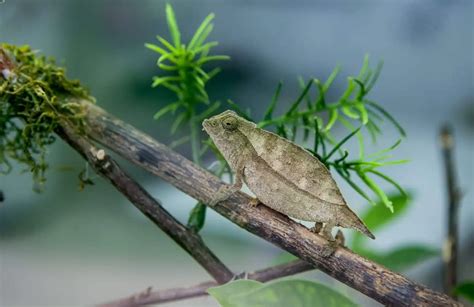 Pygmy Chameleon 101: Care, Habitat Setup, Lifespan...