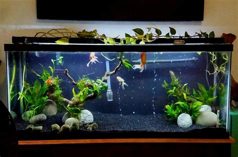 Planted goldfish tank : r/Goldfish