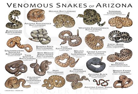 Venomous Snakes of Arizona Poster Print