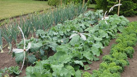 Versatile Vegetables for Fall Gardening - Indiana Yard and Garden - Purdue Consumer ...