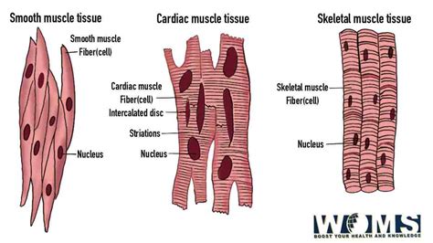 Diagram of Muscle Fiber: 3 Types, Functions, and Anatomy | Penileclinic.com