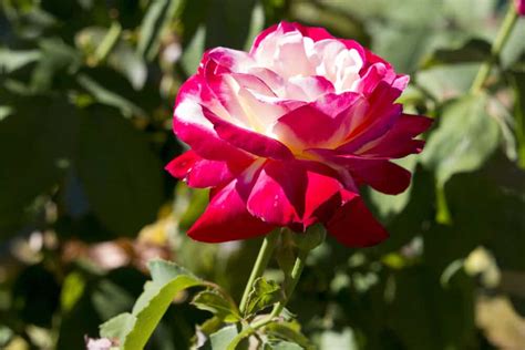 Everything To Know About The Hybrid Tea Rose | Lawn.com.au