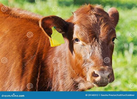 Cow portrait stock photo. Image of farm, nature, animal - 29140312