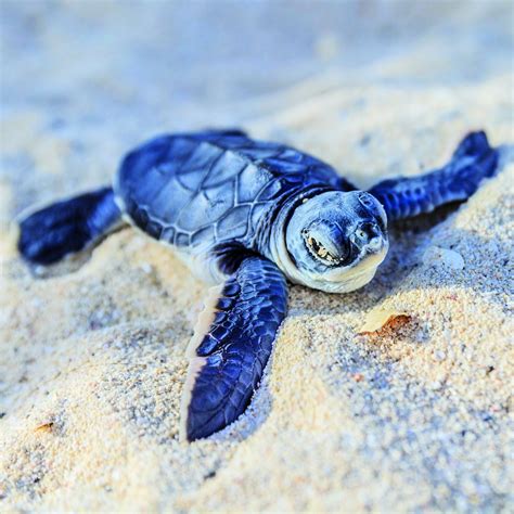 Top 93+ Pictures Baby Sea Turtle Images Sharp