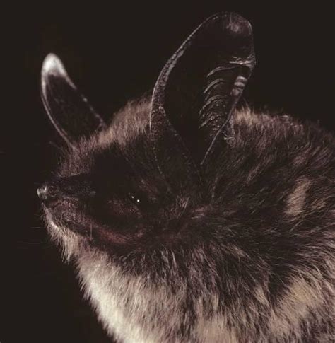 Keen's Myotis (Myotis keenii) | Encyclopedia of Puget Sound