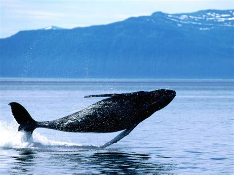 Breaching Humpback Whale Wallpaper - Free Ocean Life