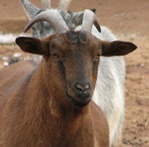 Goat Breeds Pygmy – Goats