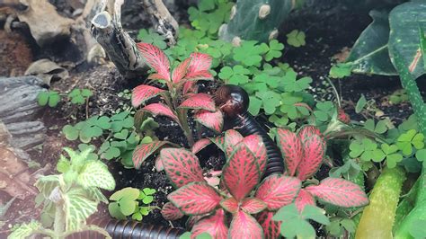 Millipede eating living plants : r/millipedes