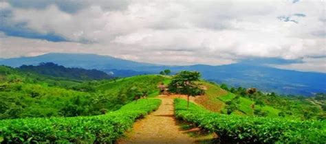 Perkebunan Teh Cipasung wisata majalengka jawa barat – Wisata Indonesia