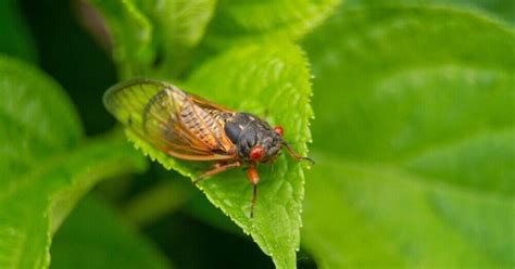 The cicadas are coming! Periodical cicadas in Illinois in 2024 | Good Growing | whig.com